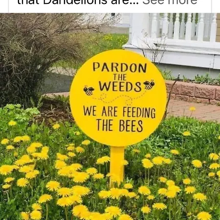 The Bee Pods *
